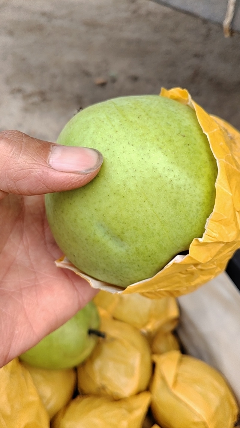 砀山梨