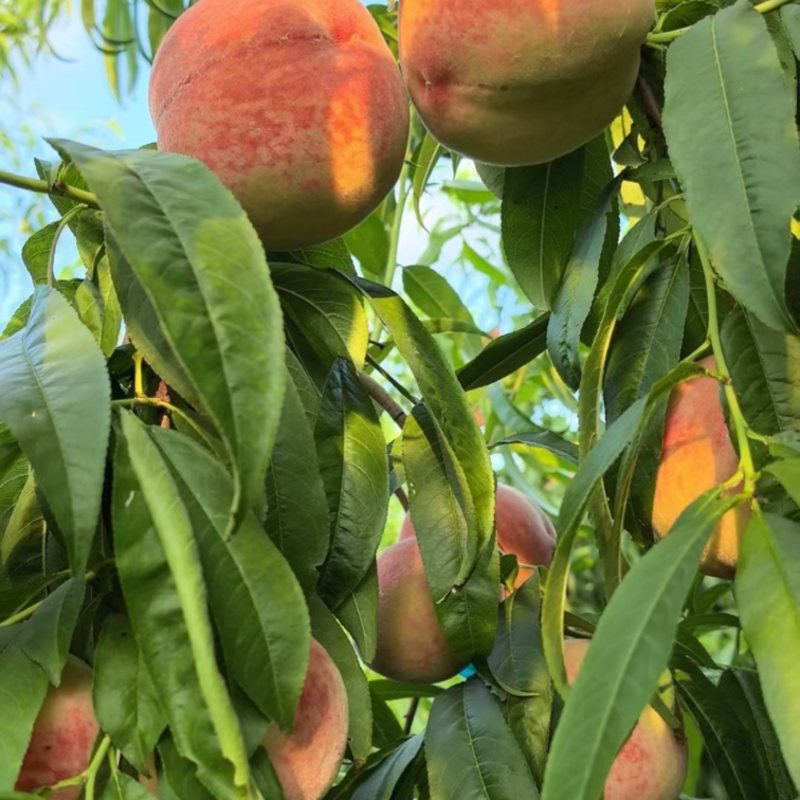 苹果桃大量上市需要的老板请联系我
