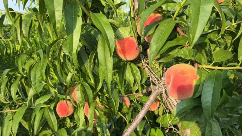 苹果桃大量上市需要的老板请联系我