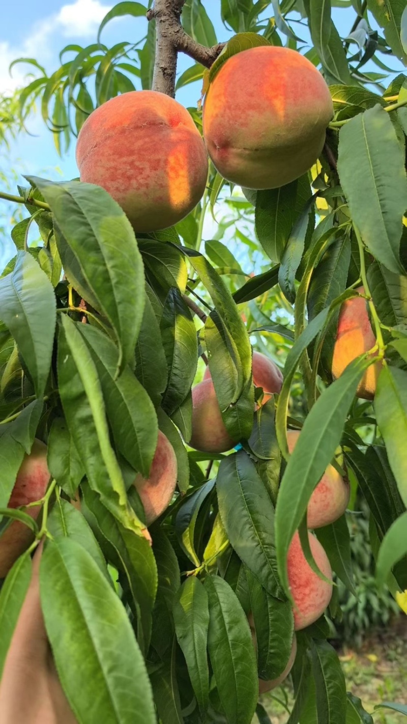 苹果桃大量上市需要的老板请联系我