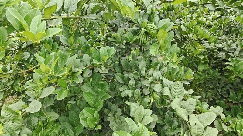 佛手柑观赏果大量上新乐山种植基地直供质量保证全国发货