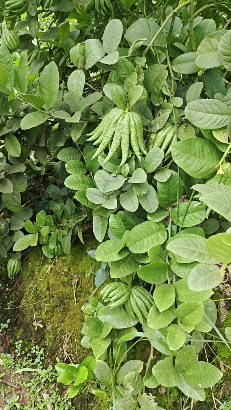 佛手柑观赏果大量上新乐山种植基地直供质量保证全国发货