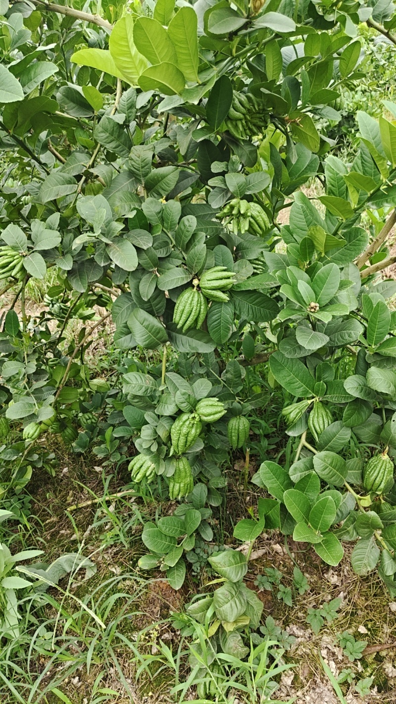 佛手柑观赏果大量上新乐山种植基地直供质量保证全国发货
