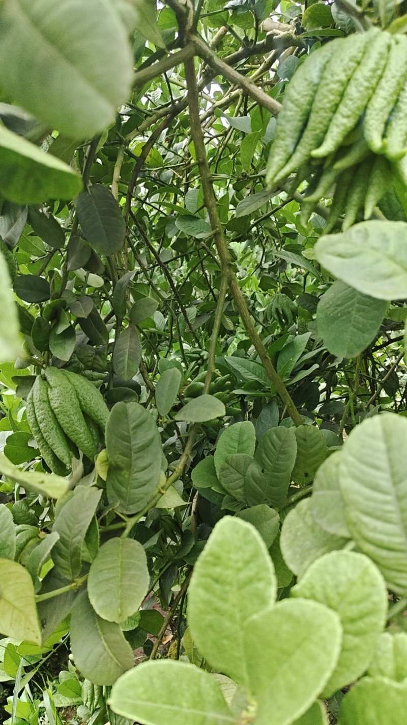 佛手柑观赏果大量上新乐山种植基地直供质量保证全国发货