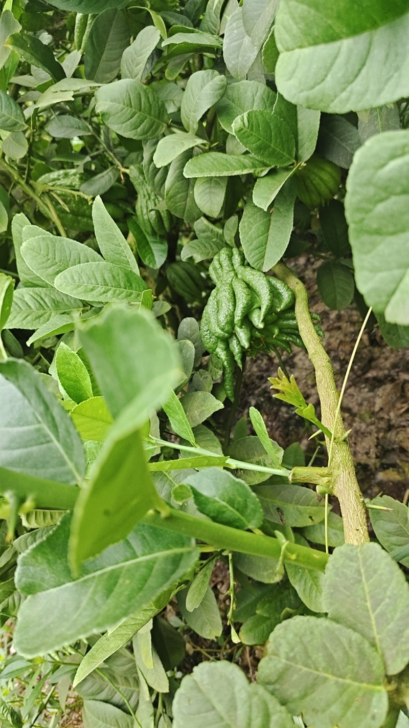 佛手柑观赏果大量上新乐山种植基地直供质量保证全国发货