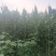 白粘糯玉米开始出售了