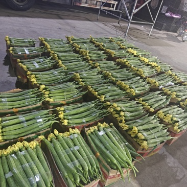 精品鲜花丝瓜
