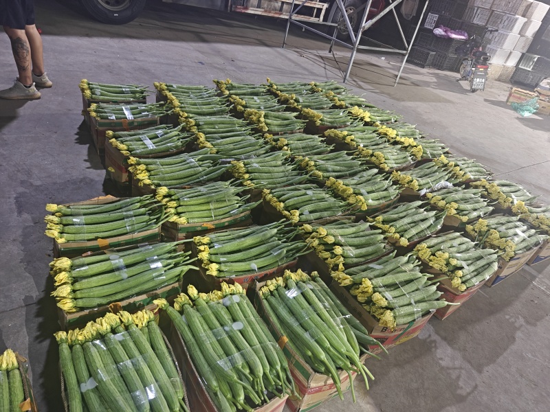精品鲜花丝瓜