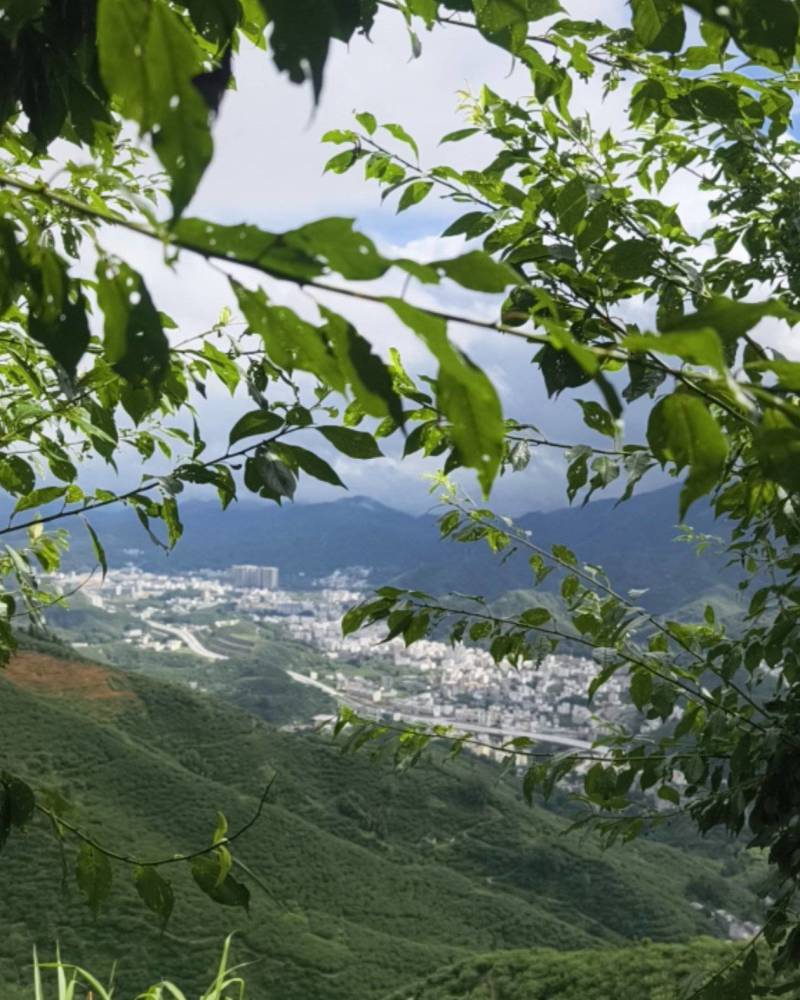 钱排高山三华李