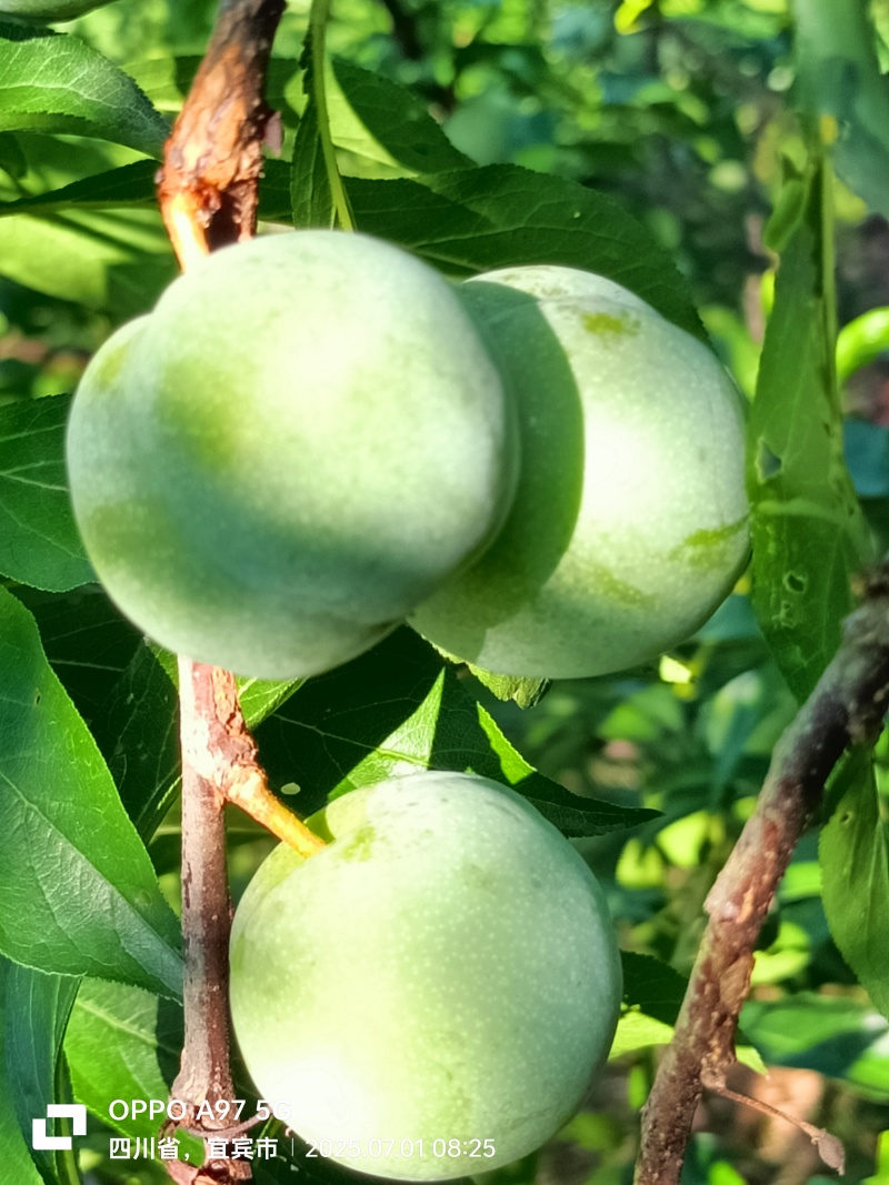 茵红李（半边红）