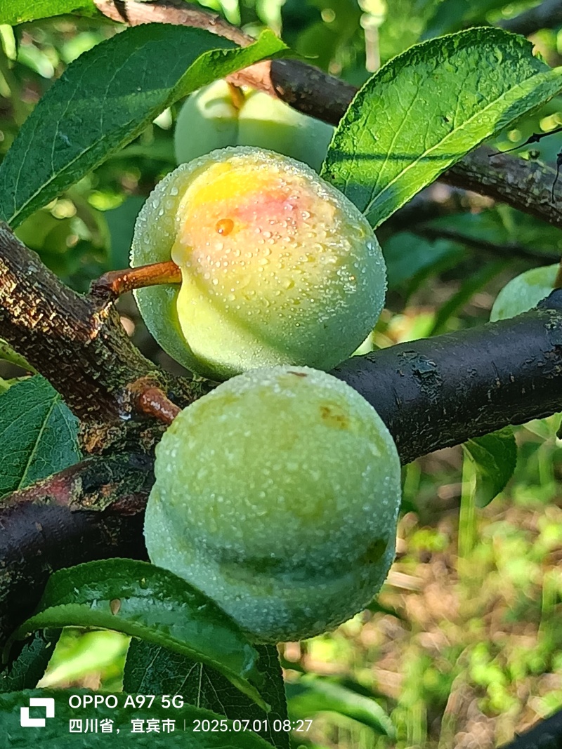 茵红李（半边红）
