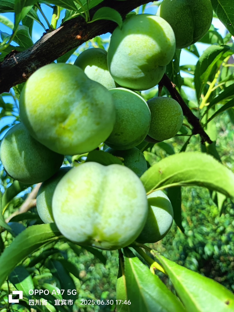 茵红李（半边红）