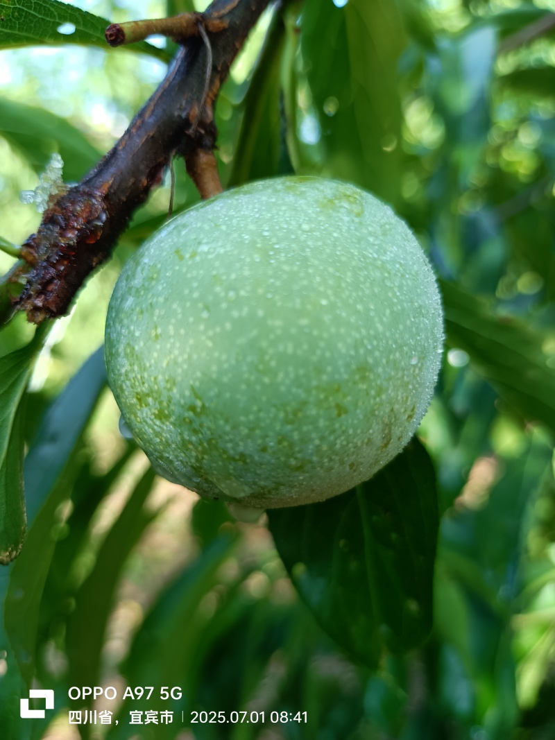 茵红李（半边红）