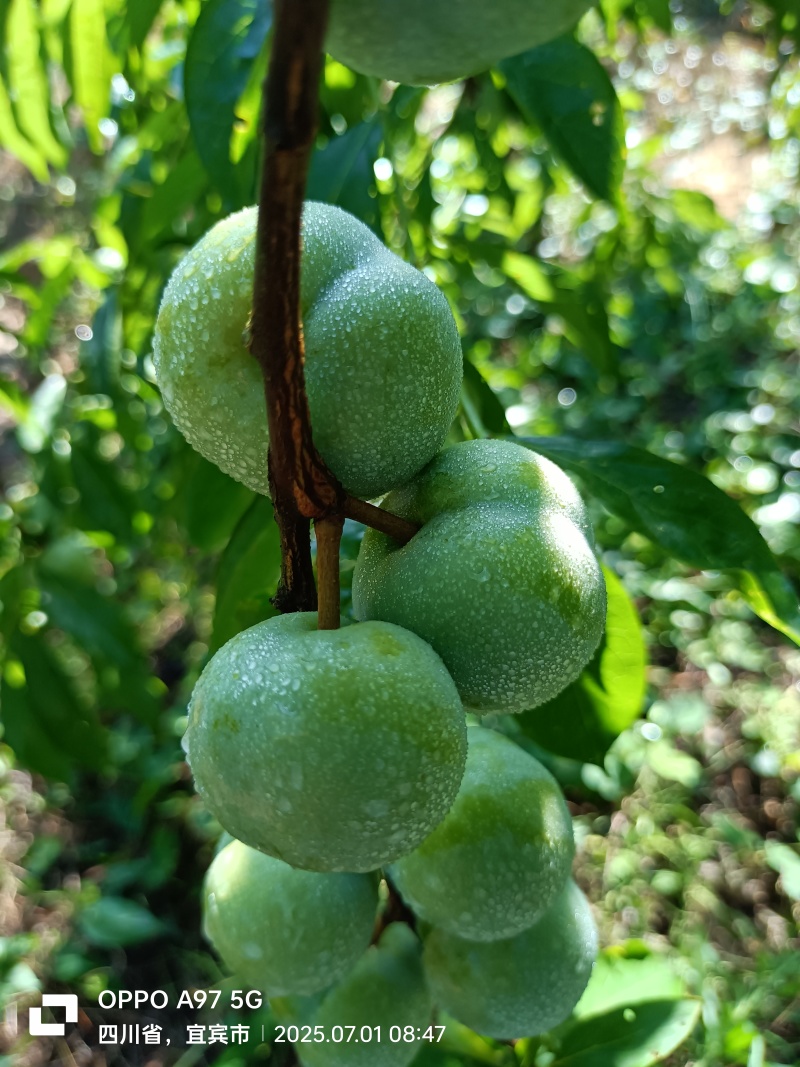 茵红李（半边红）