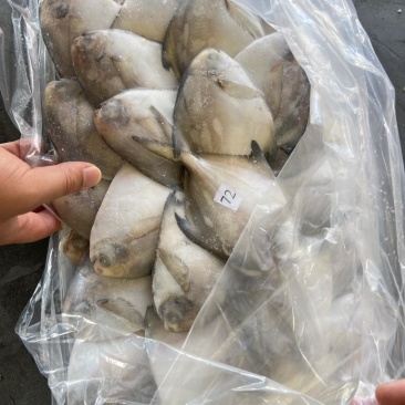 小鲳鱼、银鲳鱼、2/3两每条、小船货鲜度好、净重10斤