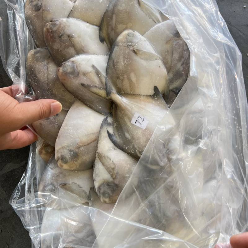 小鲳鱼、银鲳鱼、2/3两每条、小船货鲜度好、净重10斤