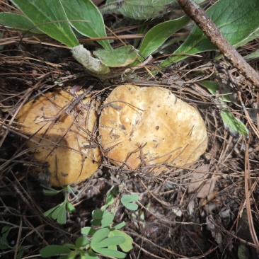 野生菌美味牛肝菌青头菌见手青