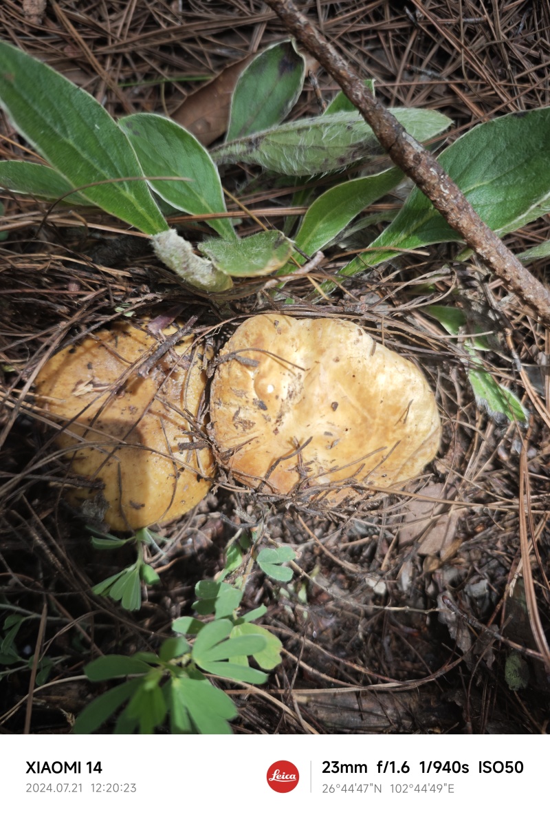 野生菌美味牛肝菌青头菌见手青
