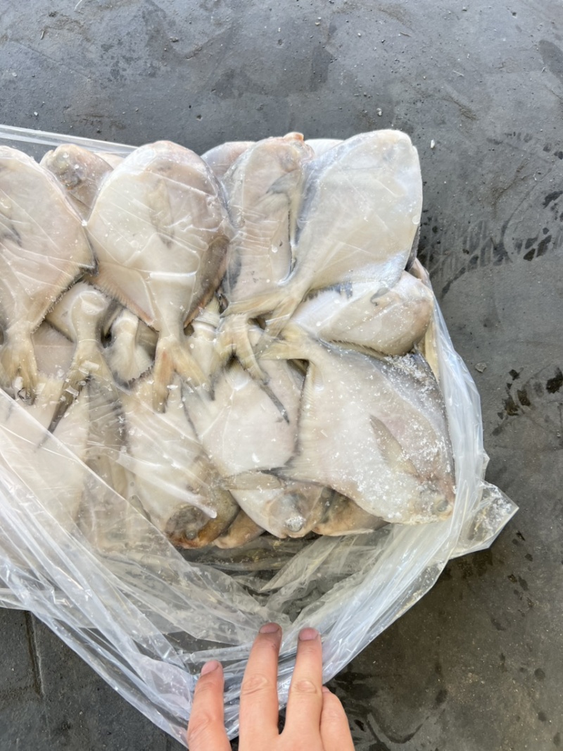 小鲳鱼、银鲳鱼、2/3两每条、小船货鲜度好、净重10斤
