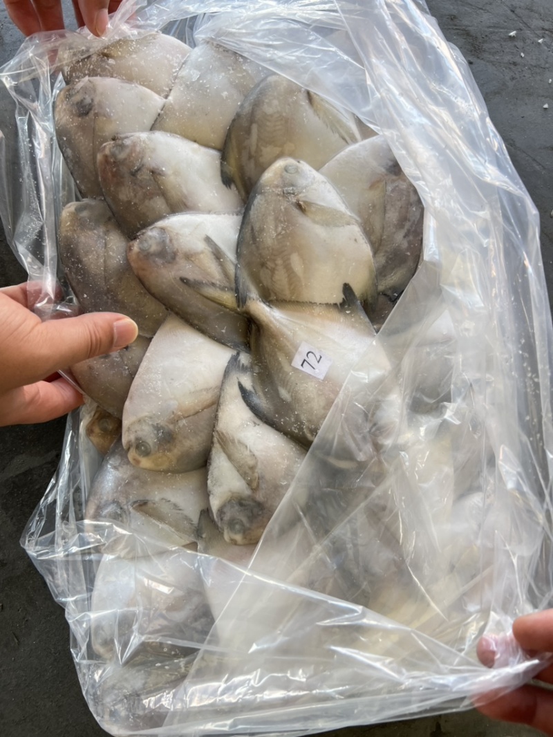 小鲳鱼、银鲳鱼、2/3两每条、小船货鲜度好、净重10斤