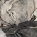生黑牛肚