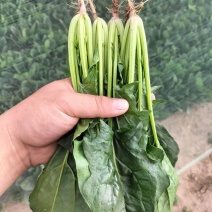 各样规格的精品菜