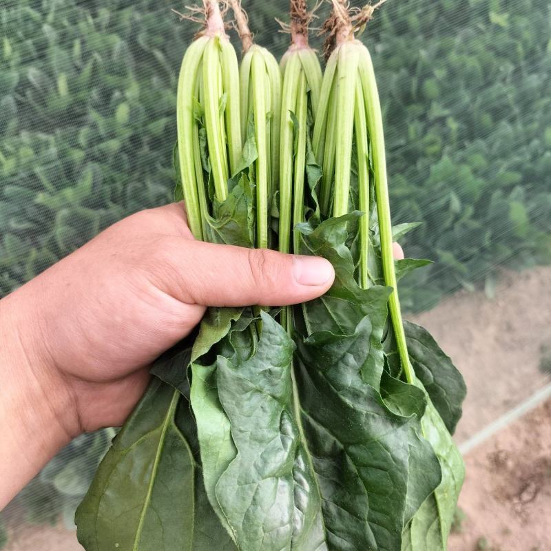 各样规格的精品菜