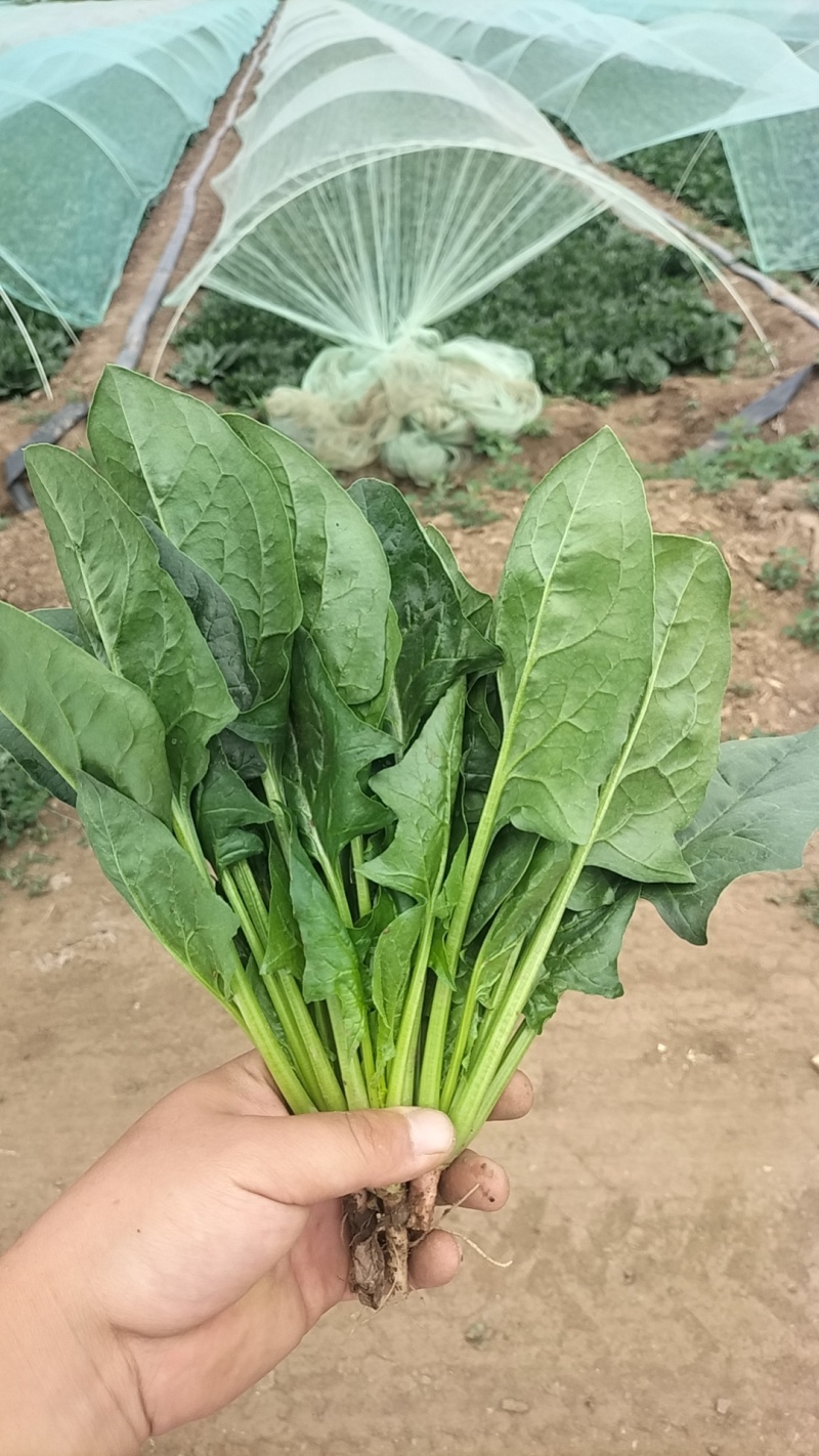 各样规格的精品菜