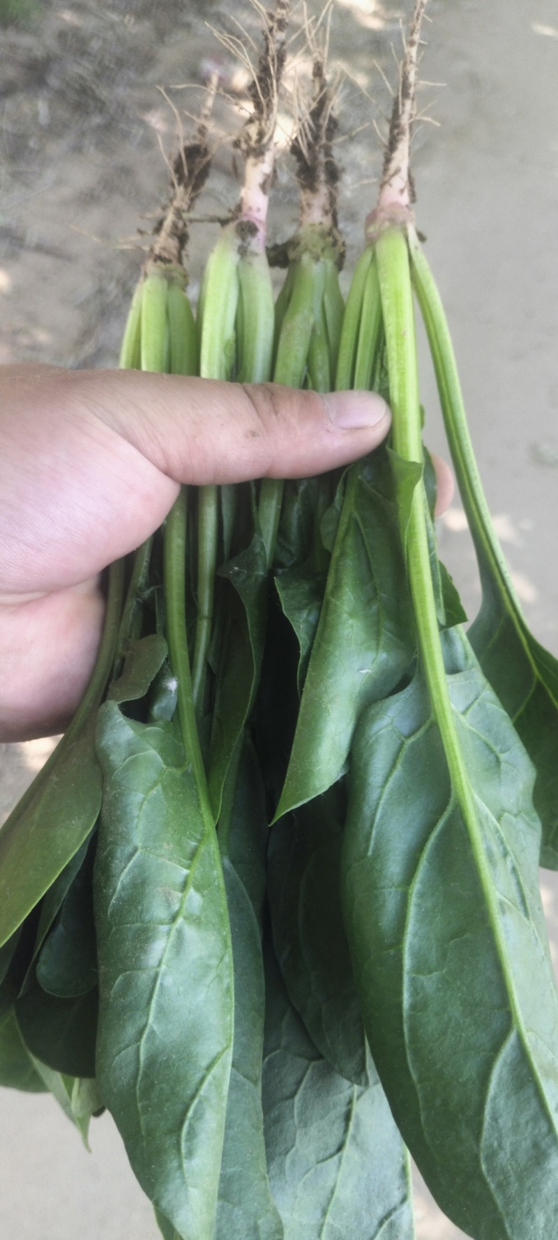 各样规格的精品菜