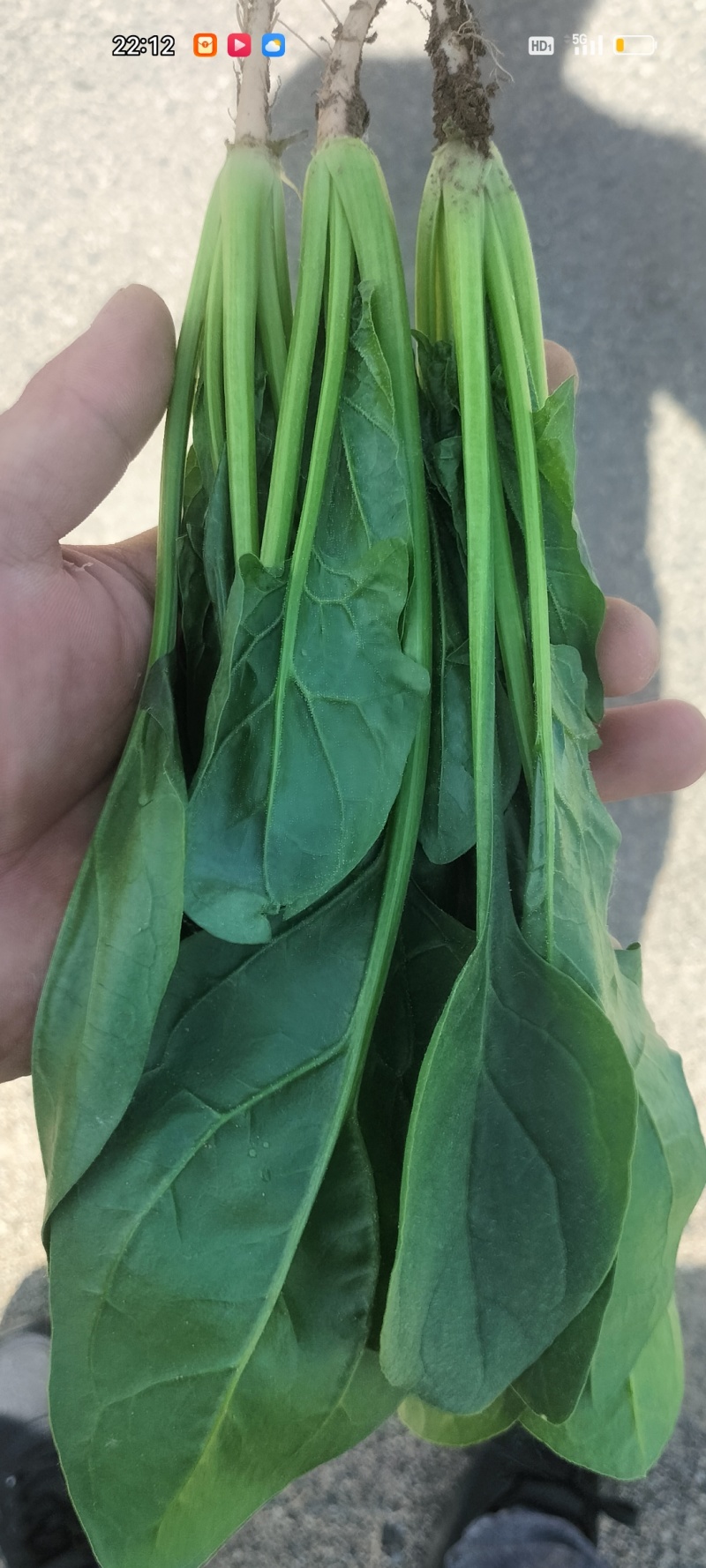 各样规格的精品菜