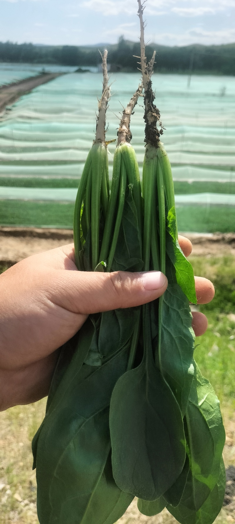 各样规格的精品菜