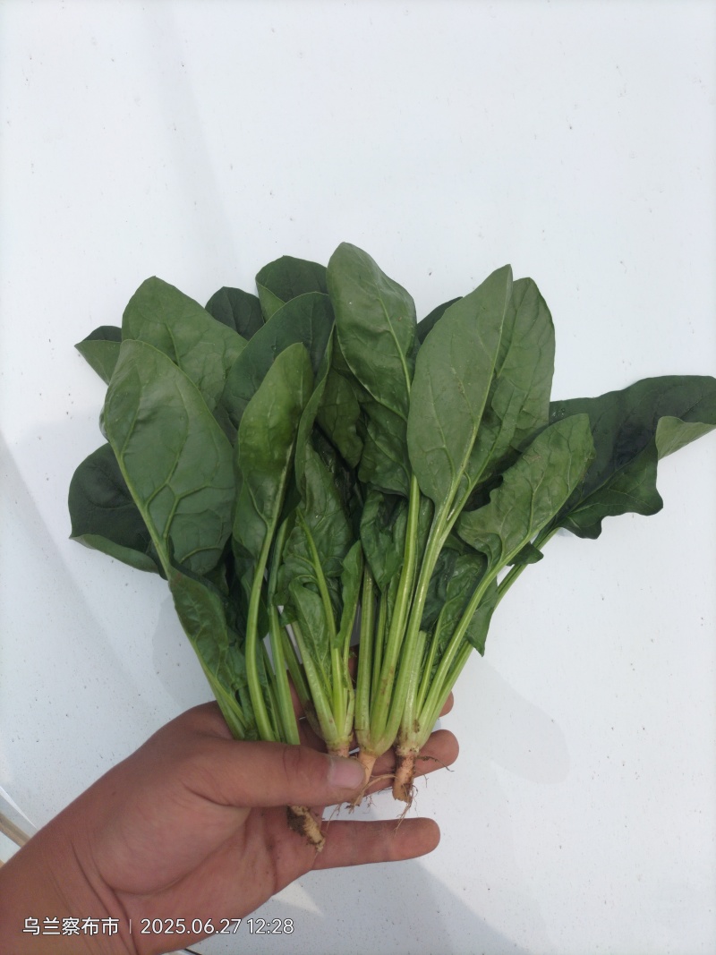 各样规格的精品菜