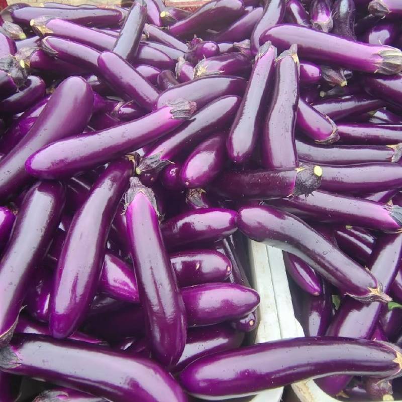 烧烤茄货源充足