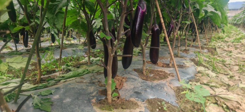 烧烤茄货源充足
