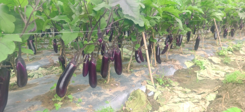 烧烤茄货源充足
