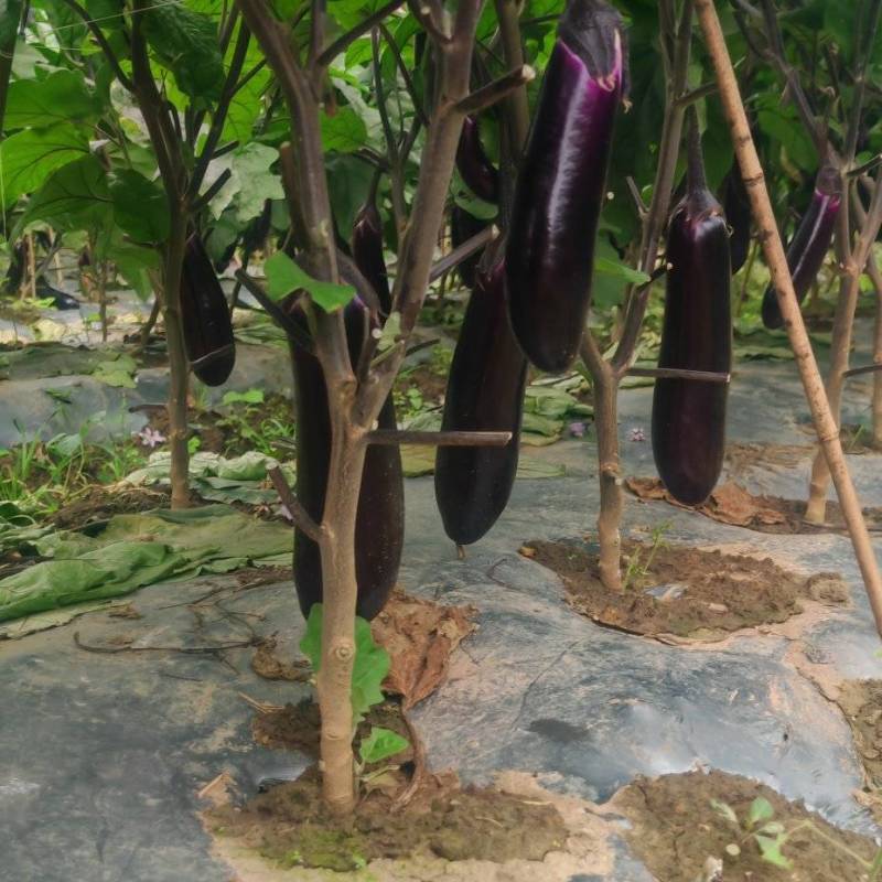 烧烤茄货源充足