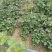 天仙醉草莓苗基地直发地栽苗可提供技术指导成活率高量大从优