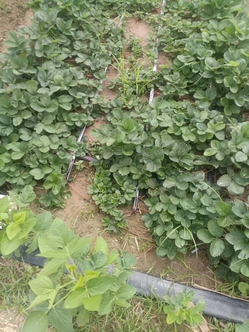 天仙醉草莓苗基地直发地栽苗可提供技术指导成活率高量大从优