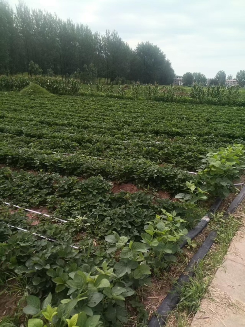 天仙醉草莓苗基地直发地栽苗可提供技术指导成活率高量大从优
