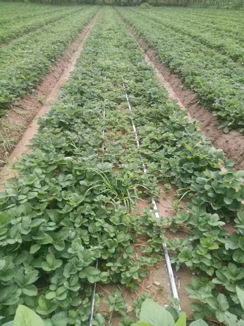 天仙醉草莓苗基地直发地栽苗可提供技术指导成活率高量大从优