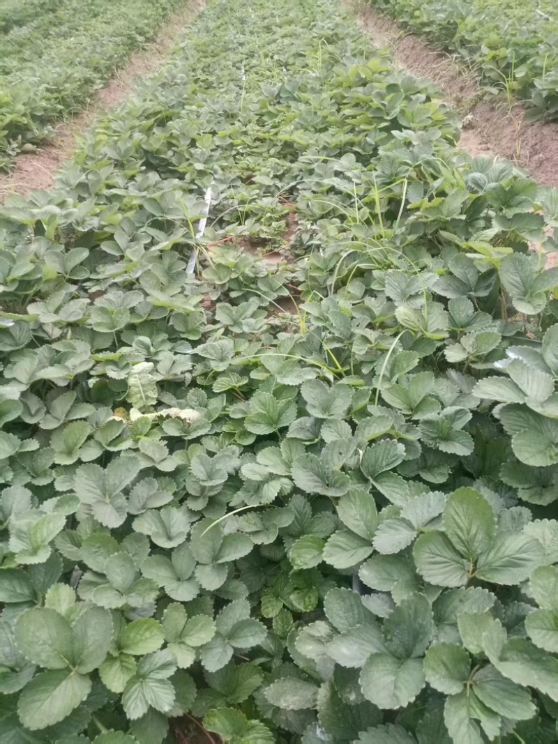 天仙醉草莓苗基地直发地栽苗可提供技术指导成活率高量大从优