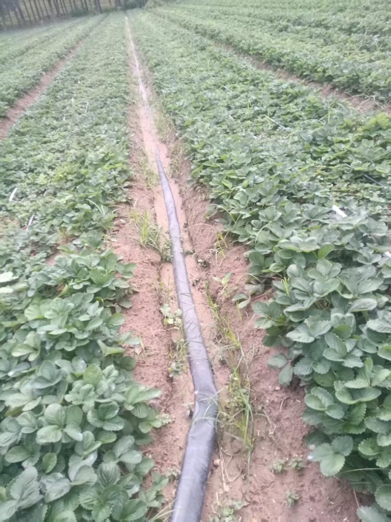 天仙醉草莓苗基地直发地栽苗可提供技术指导成活率高量大从优