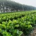 出售西芹10万斤