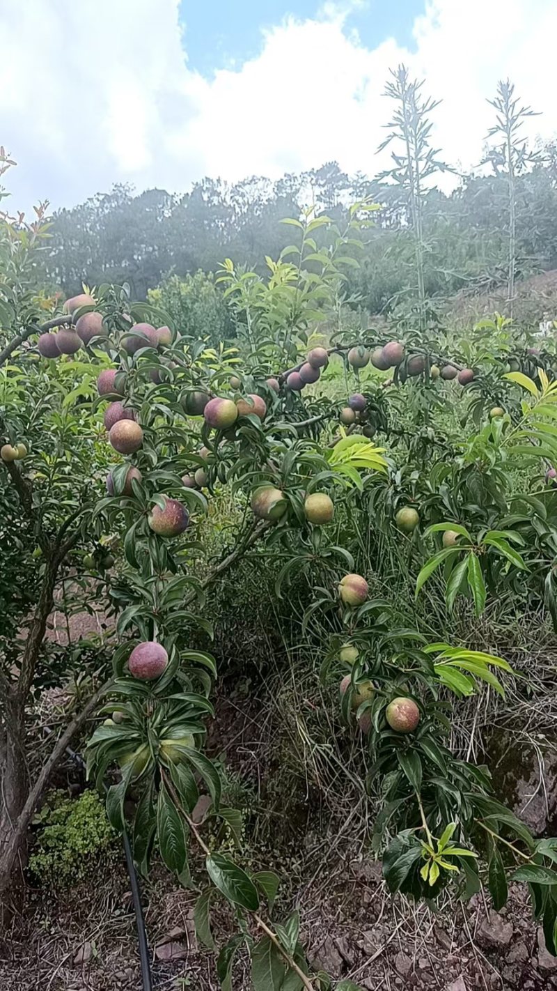 脱骨李口感脆甜大量有货产地直销欢迎购买全国通发