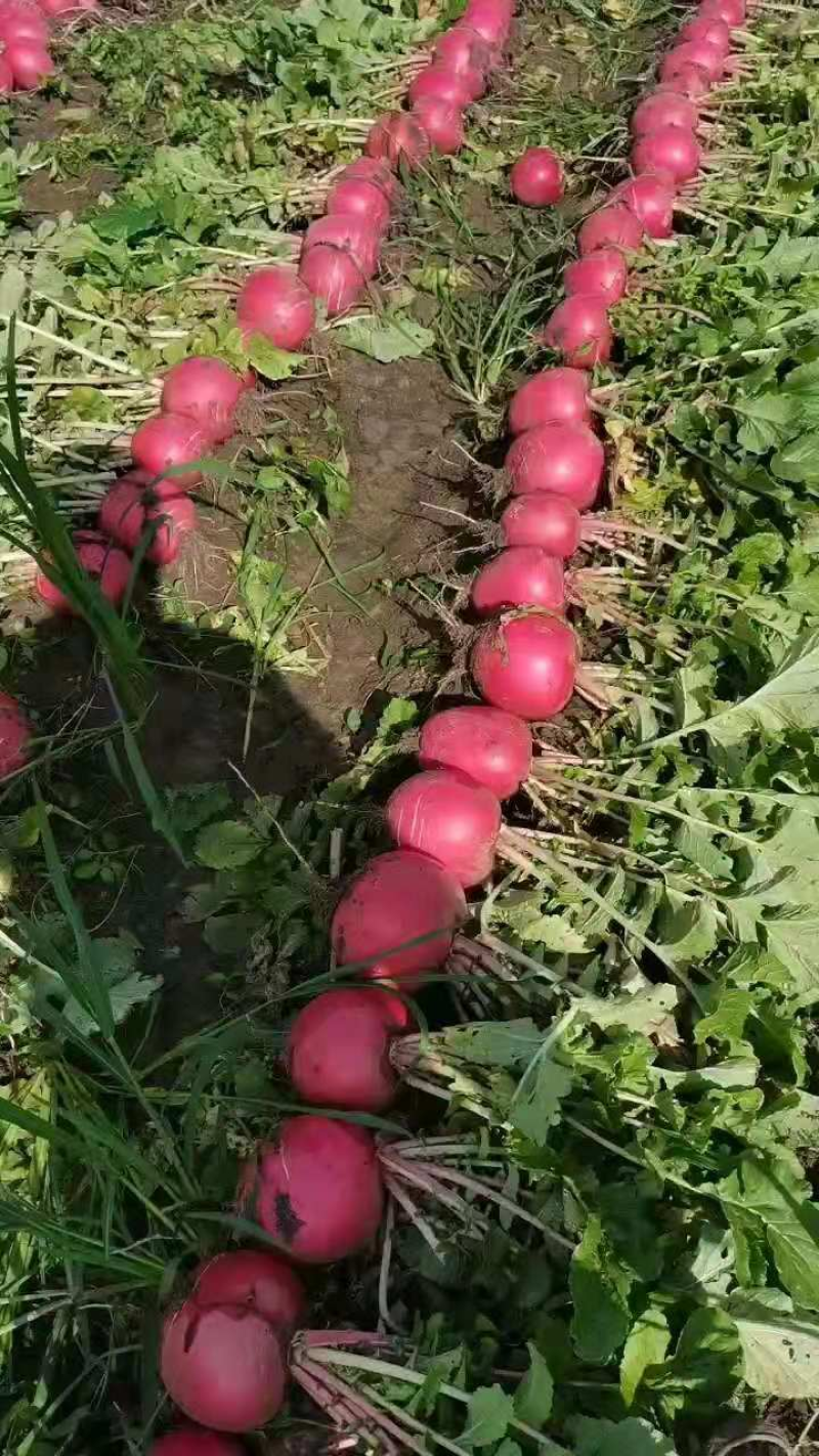 吉林红皮萝卜大量上市中，基地直发一手货源，视频看货对接全