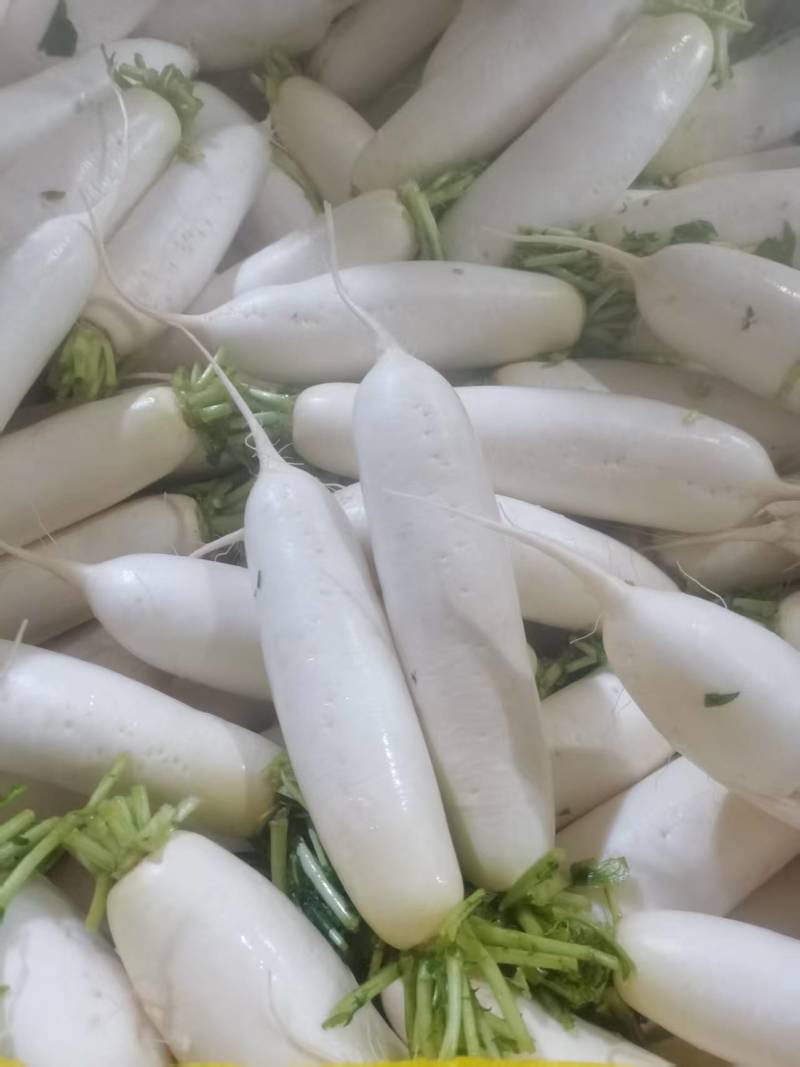 东北白萝卜大量上市中，现货供应，视频看货对接全国商超市场