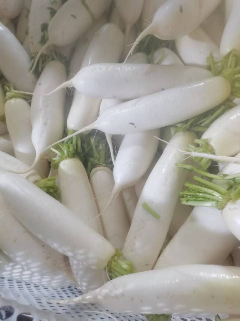 东北白萝卜大量上市中，现货供应，视频看货对接全国商超市场