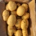 新乐土豆大量上市中荷兰十三无青头疤痕机械伤现挖现发全国接单