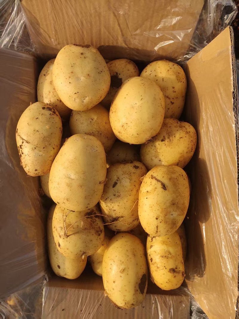 新乐土豆大量上市中荷兰十三无青头疤痕机械伤现挖现发全国接单