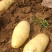 新乐土豆大量上市中荷兰十三无青头疤痕机械伤现挖现发全国接单